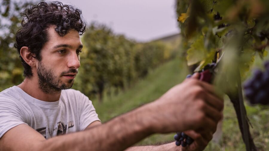 Grote namen in de wijnwereld kiezen steeds vaker voor directe verkoop aan consument in plaats van traditionele kanalen en importeurs