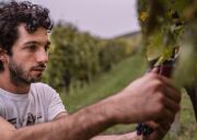 Grote namen in de wijnwereld kiezen steeds vaker voor directe verkoop aan consument in plaats van traditionele kanalen en importeurs