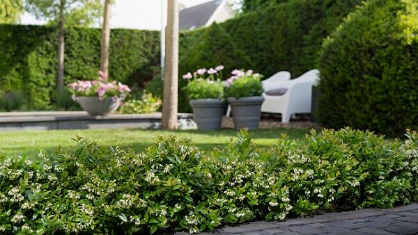 Berry Bux: nieuwe sierplant vol eetbare blauwe bessen
