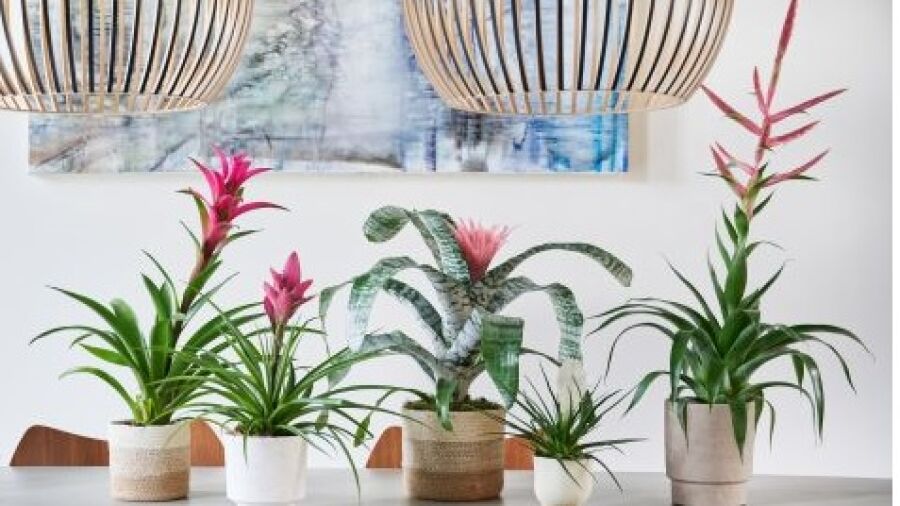 Genieten van bruisende bromelia’s