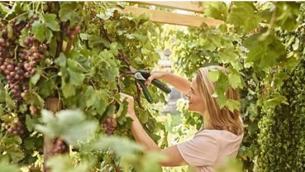 Moeiteloos takken snoeien met de EasyPrune