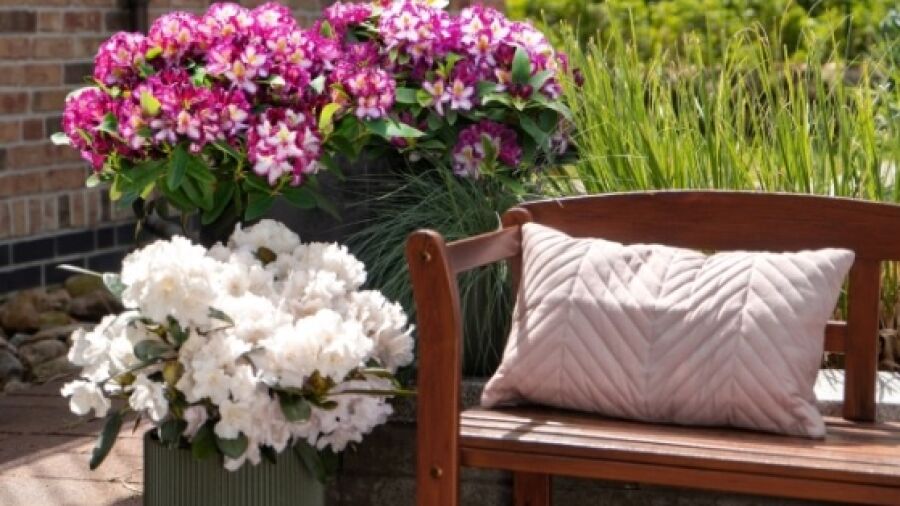 Nieuwe tuinplant: Easydendron