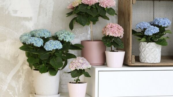 Nieuw: bloemenboompje voor in huis