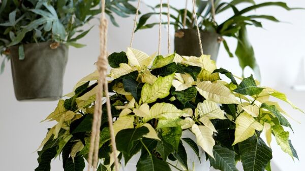 Sterren schitteren in huis: herondek de kerstster