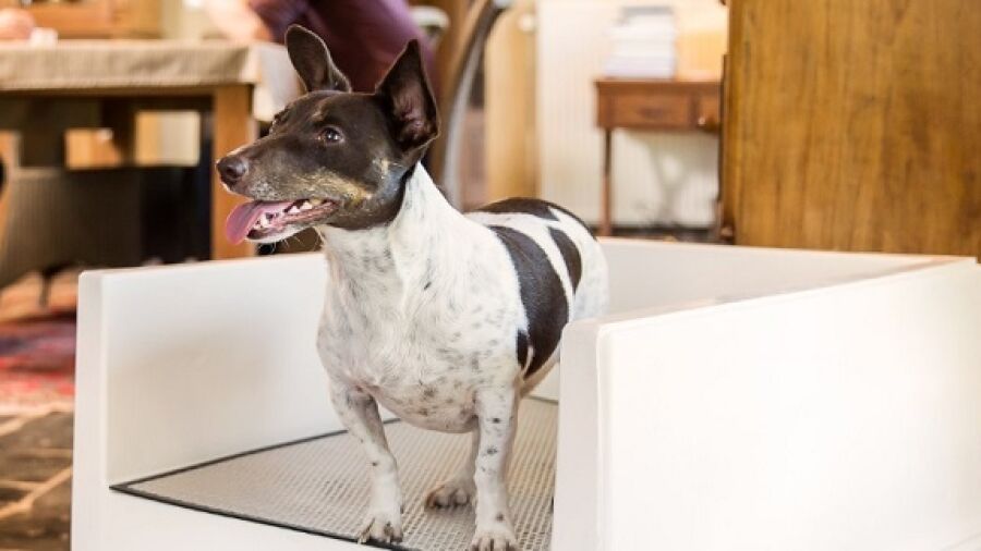 Hondentoilet voor binnenshuis
