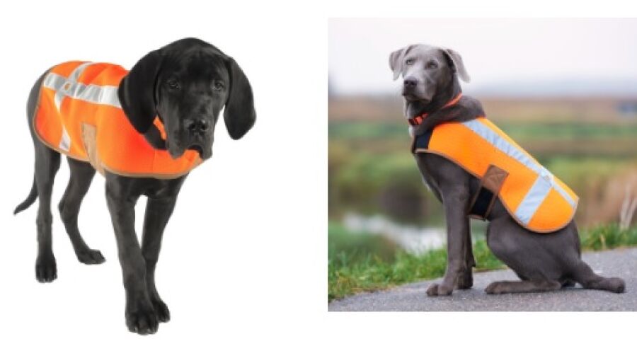 Laat je hond veilig uit