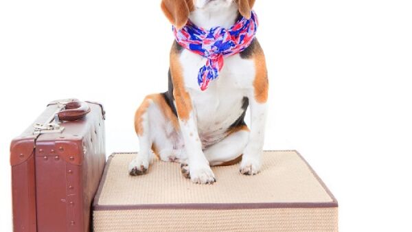 Huisdieren veilig mee op reis dankzij Unisys Digi-Pet