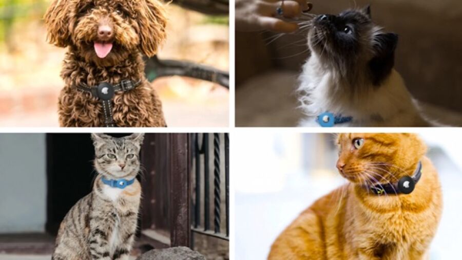 Vind je hond of kat altijd weer terug