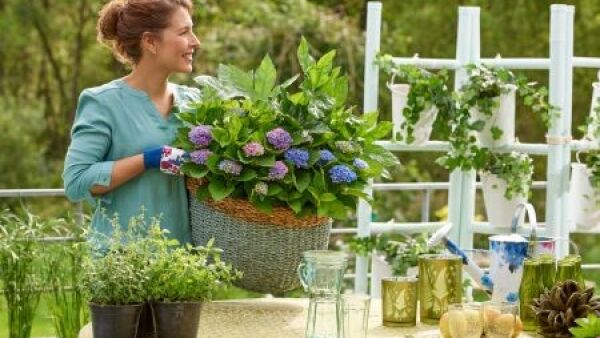 Balkonieren met hortensia’s