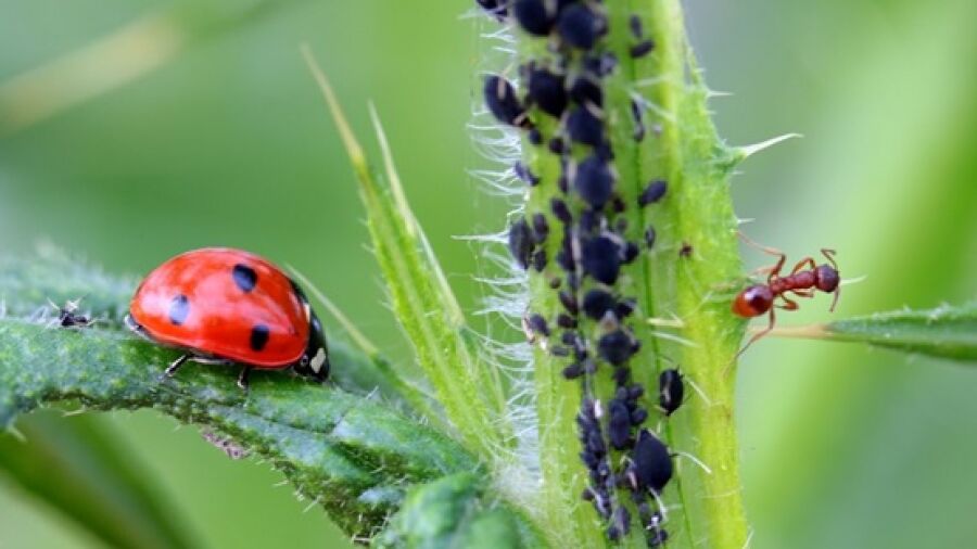 Milieuvriendelijk bladluizen bestrijden