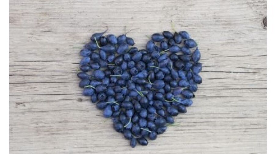 Blauwe bessen plukken op eigen balkon