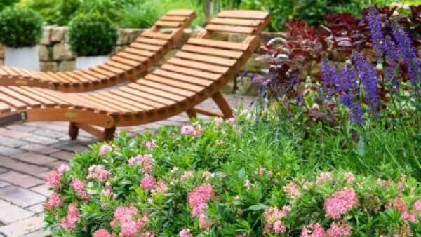 Nieuwe tuinplant: Bloombux