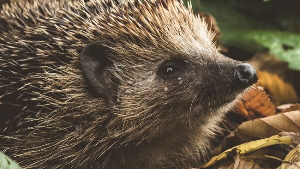Robotmaaiers en egels delen gazon, zet robotmaaier ’s nachts uit!