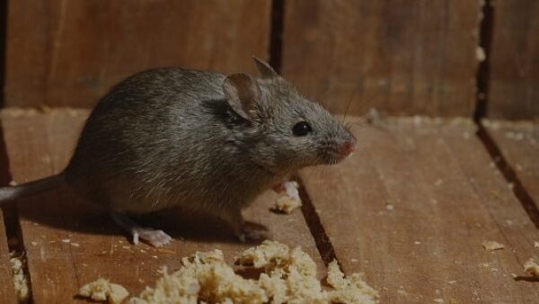 Geen muis of ander gespuis