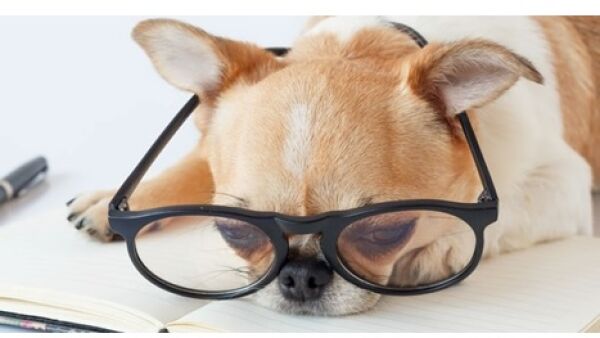 Online platform brengt hondenliefhebbers en hondenbloggers samen