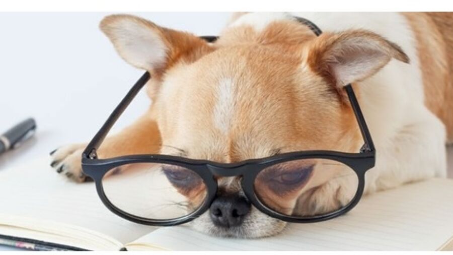 Online platform brengt hondenliefhebbers en hondenbloggers samen