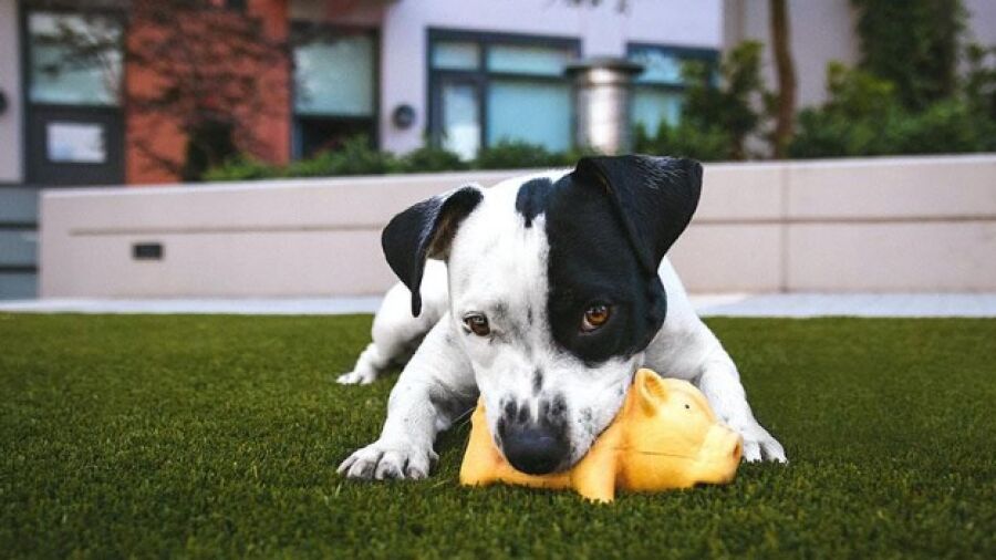 Kunstgras of natuurlijk gras? Zo maak je de juiste beslissing!