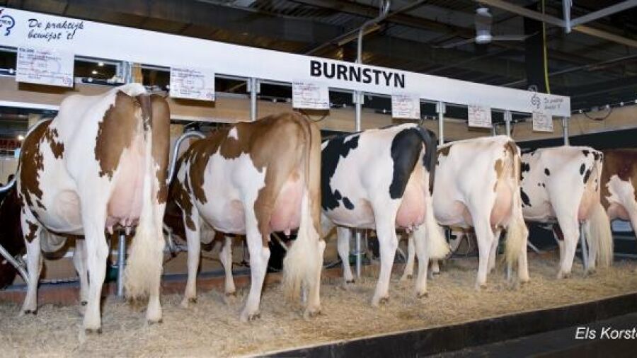 Dochtergroep van stier Peeldijker Burnstyn