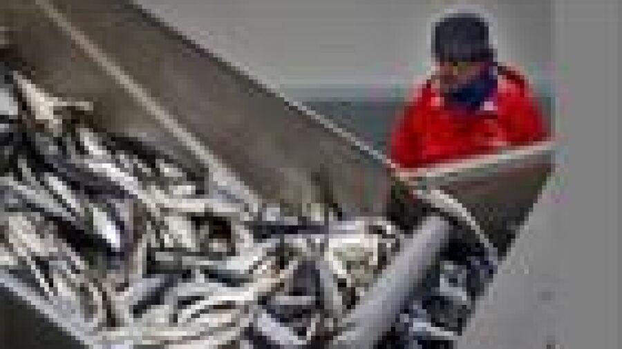 Haringseizoen start op 5 juni 2013