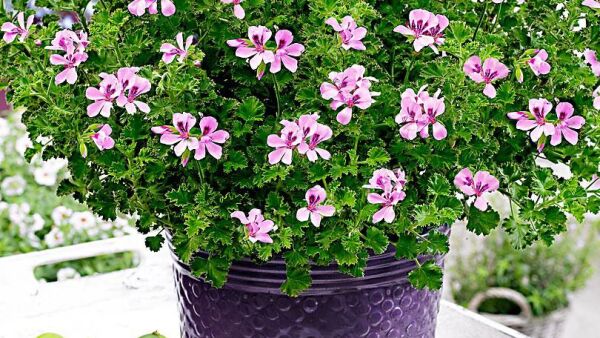 Citroengeranium tegen muggen!