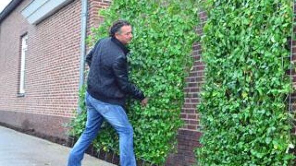 Kant en klaar haag Euonymus