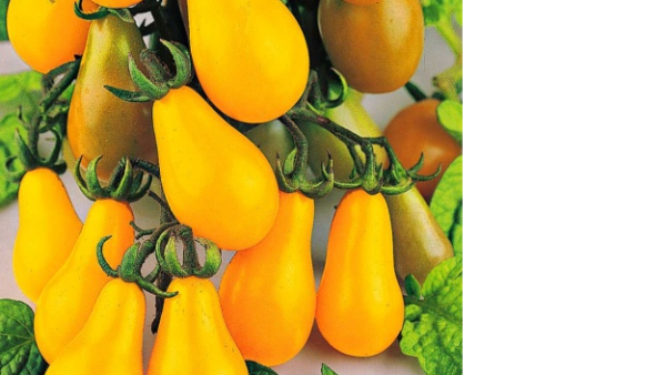 Is het een peer? Is het een tomaat?