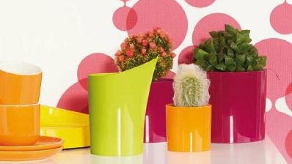 b.for cactus can kleine kan, grote hulp