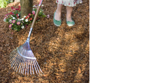Cacao en kokos in de tuin