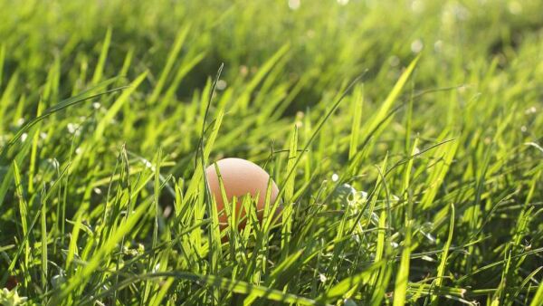 Mooi lentegazon? Eitje!