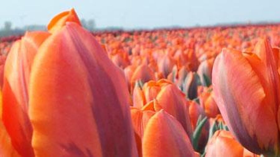 Nieuw prijsinformatiesysteem voor de bollensector