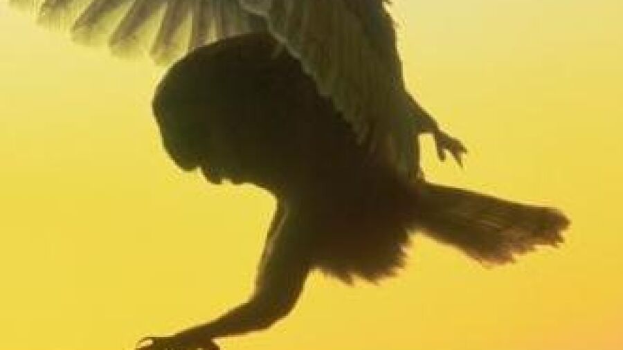 Midzomernachtloop – nachtwandelingen in de natuur