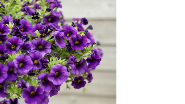 Balkon- en Terrasplant van het Jaar 2013