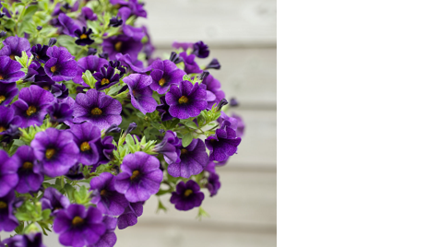 Balkon- en Terrasplant van het Jaar 2013