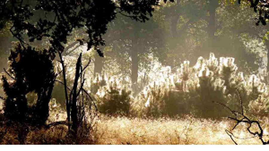 Hemelvaartsdag: gratis dauwtrappen op De Hoge Veluwe