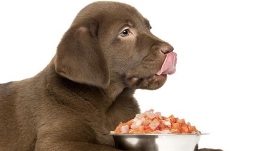 100 natuurlijke en verse maaltijden voor hond en kat