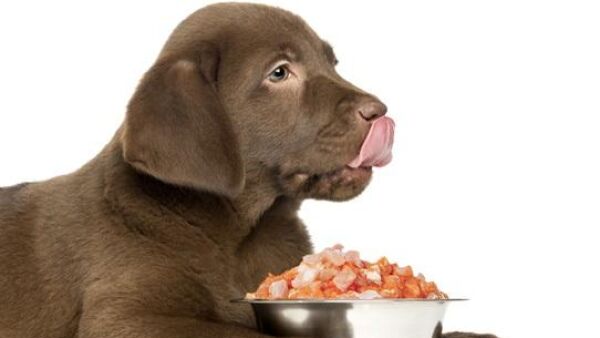 100 natuurlijke en verse maaltijden voor hond en kat