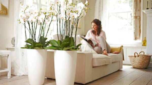 Een musthave in elk interieur