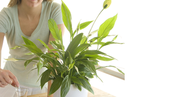 Bruistabletten voor kamerplanten