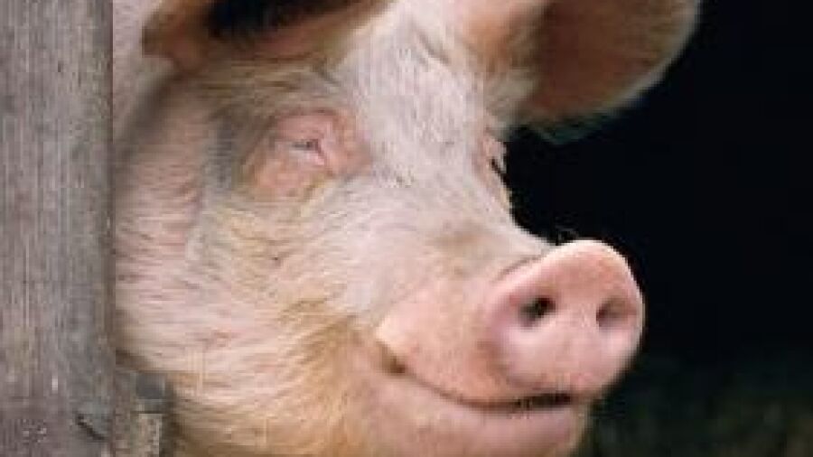 Elektronisch stalsysteem herkent ziekelijke hoest varkens