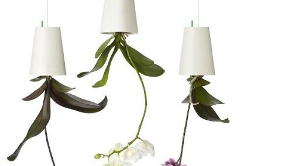 Upside down: hang planten ondersteboven op!