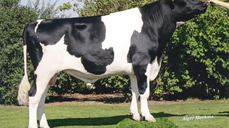 Fokstier Weggelhorster Santana voor de praktische veehouder