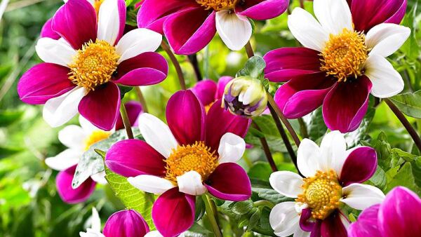 Eyecatcher: dahlia í¢äåìTwyningí¢äåä¢s Smartieí¢äåä¢