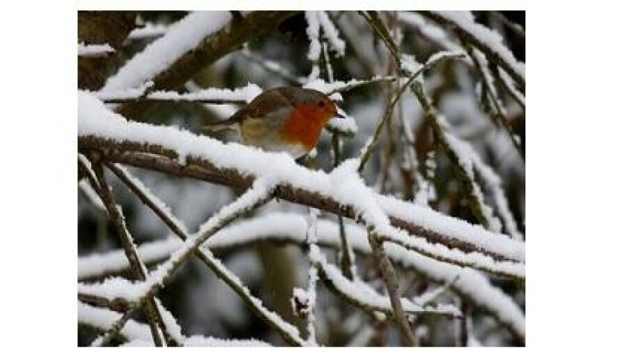 Lachen naar het vogeltje op de Zwolse Vogelmarkt