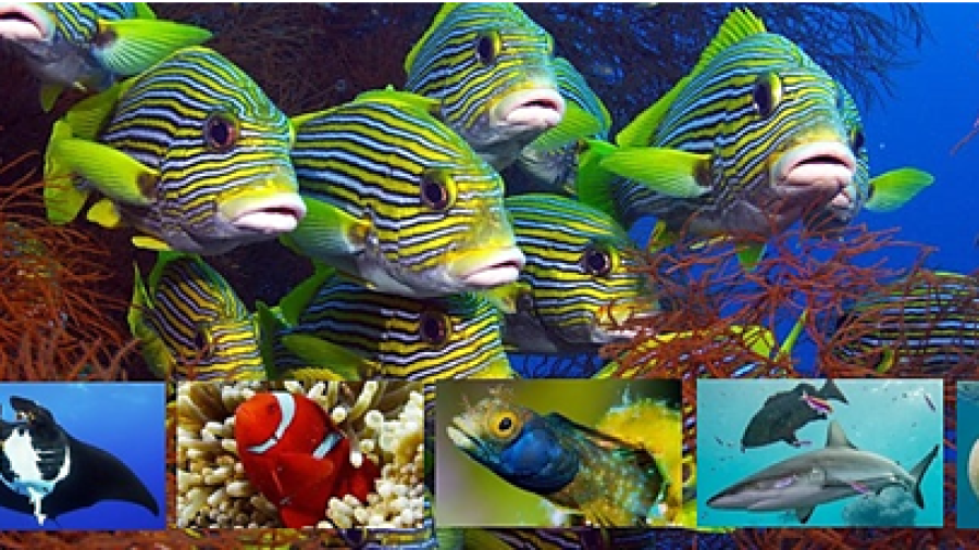 Ontrafel dit voorjaar met de familie geheimen van de zeeën in Museon