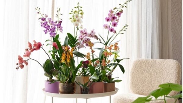 Lang genieten van orchideeën