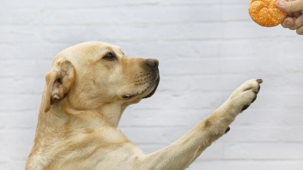 Gezond snacken voor huisdieren