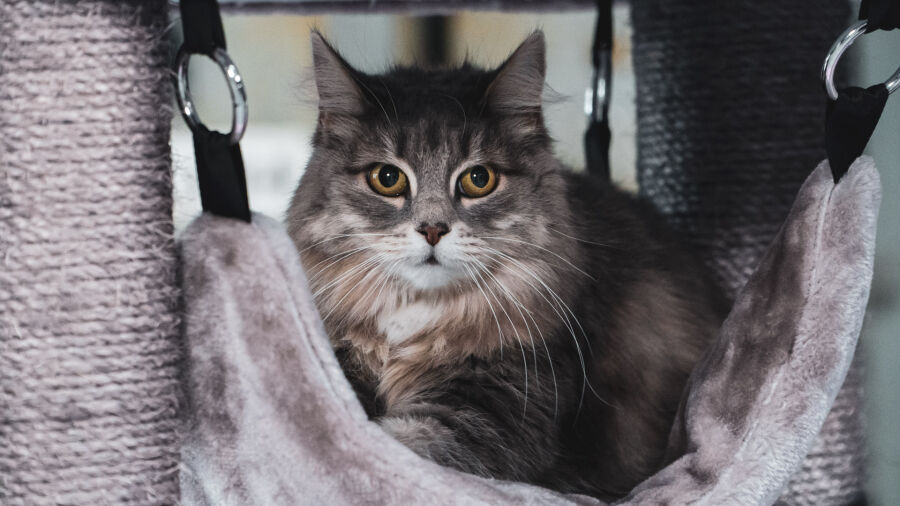 Krabpaal in een winkel kopen of online bestellen?