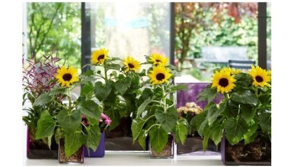 Sunsation: zonnetje in huis en tuin