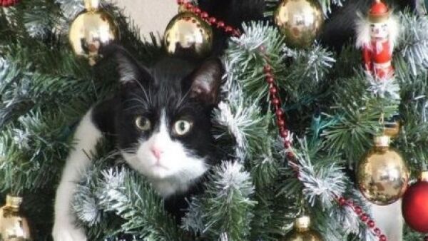 Robotkat onder de Kerstboom