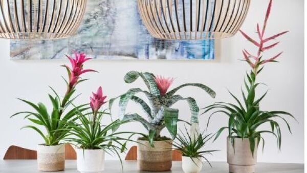 Genieten van bruisende bromelia’s